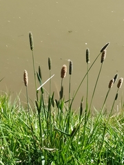 Phleum pratense