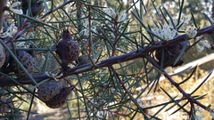 Hakea decurrens physocarpa