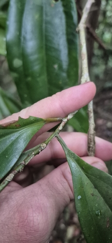 Cryptocarya pleurosperma observed 2026-09-12