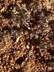 Meranoplus peringueyi