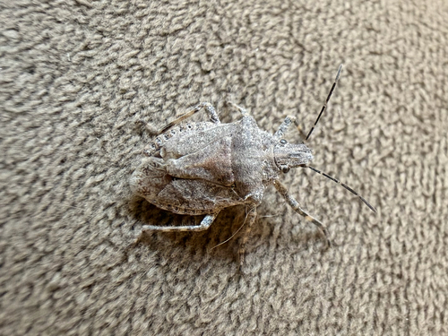 Brochymena sulcata