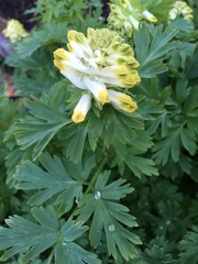 Corydalis nobilis
