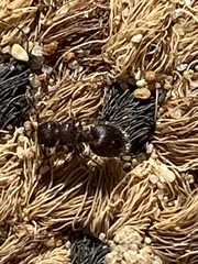 Meranoplus peringueyi