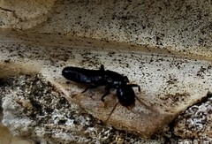 Reticulitermes balkanensis