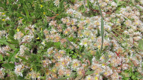 Paronychia argentea, photograph 6