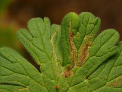 Agromyza nigrescens
