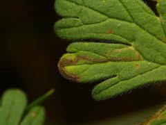 Agromyza nigrescens