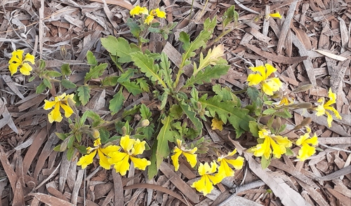 Cut-Leaf Goodenia