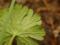 Agromyza nigrescens