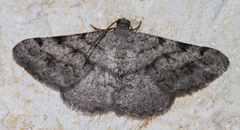 Frederickia prolificata