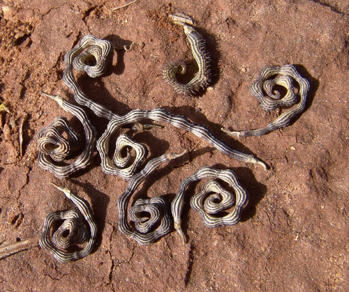 Scorpiurus muricatus iNat (2)