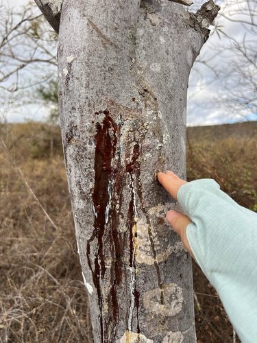 Bursera graveolens observed 2026-09-11