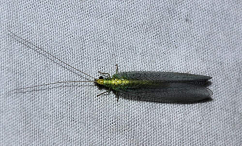 Apertochrysa edwardsi