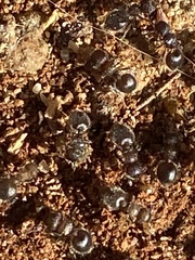 Meranoplus peringueyi