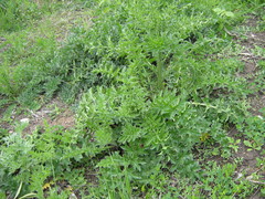 Carduus acanthoides