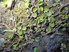 Dichondra brevifolia