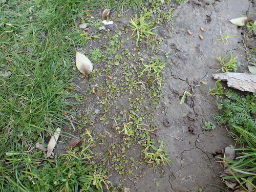 Dichondra brevifolia, photograph 5