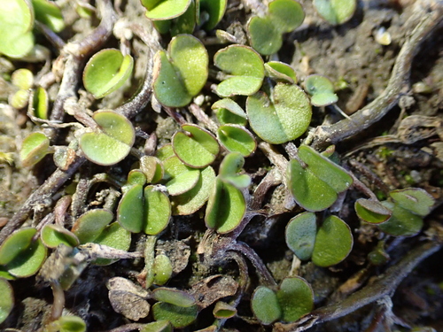 Dichondra brevifolia, photograph 4