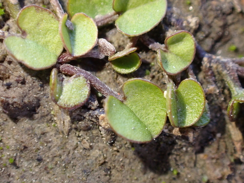 Dichondra brevifolia, photograph 1