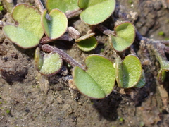 (c) Liadan Dickie, some rights reserved (CC BY) Dichondra brevifolia, photograph (c) Liadan Dickie, some rights reserved (CC BY)