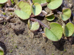 (c) Liadan Dickie, some rights reserved (CC BY) Dichondra brevifolia, photograph (c) Liadan Dickie, some rights reserved (CC BY)
