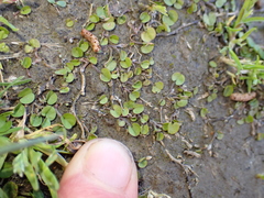(c) Liadan Dickie, some rights reserved (CC BY) Dichondra brevifolia, photograph (c) Liadan Dickie, some rights reserved (CC BY)