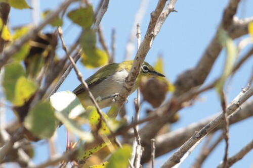iNaturalist observation photo of Swinhoe's White-eye