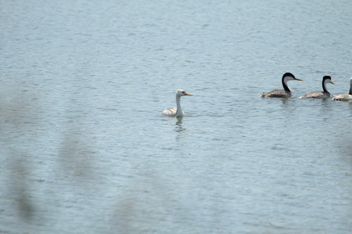 iNaturalist observation photo of Western Grebe