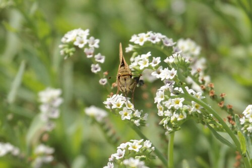 iNaturalist observation photo of Fiery Skipper