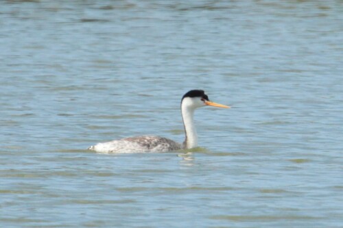 iNaturalist observation photo of Clark's Grebe