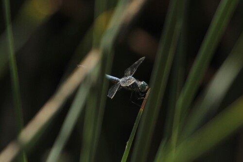 iNaturalist observation photo of Blue Dasher