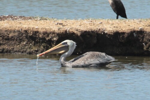 iNaturalist observation photo of Brown Pelican