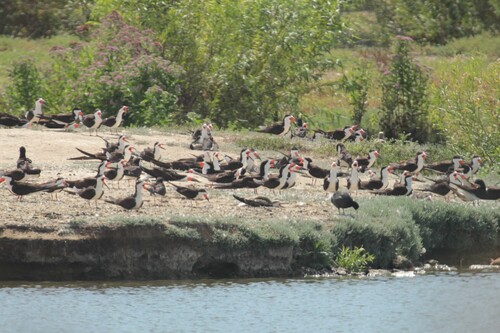 iNaturalist observation photo of Black Skimmer