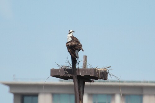 iNaturalist observation photo of Osprey