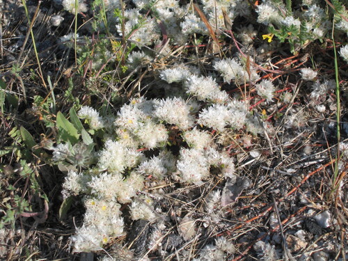 Paronychia argentea, photograph 5