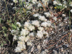 Paronychia argentea, photograph (c) zebedeugalinha, some rights reserved (CC BY)