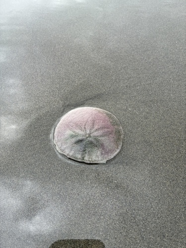 Eccentric Sand Dollar