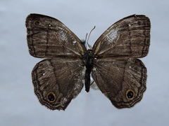 Cissia pompilia