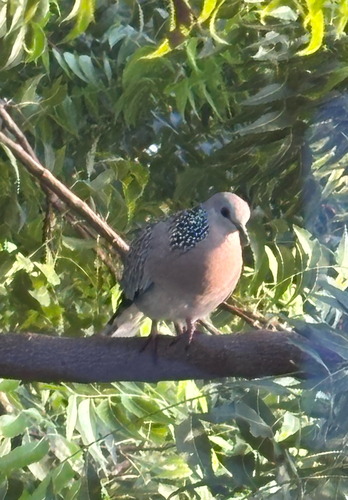 Spotted Dove