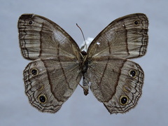 Cissia pompilia