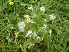 Carum carvi