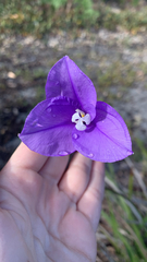 Patersonia occidentalis, photograph (c) Millie Brady, some rights reserved (CC BY)