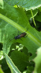 Macrophya annulata