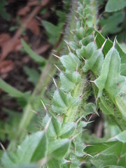 Carduus acanthoides