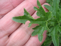 Carduus acanthoides