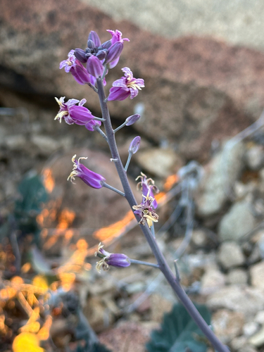 lyreleaf jewelflower