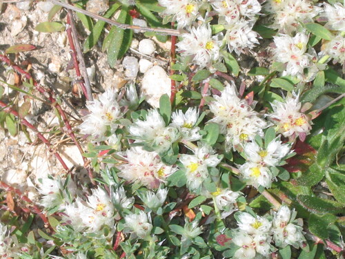 Paronychia argentea, photograph 4