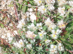 Paronychia argentea, photograph (c) zebedeugalinha, some rights reserved (CC BY)