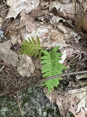 Polypodium appalachianum