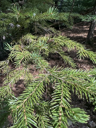 Picea rubens, photograph 5